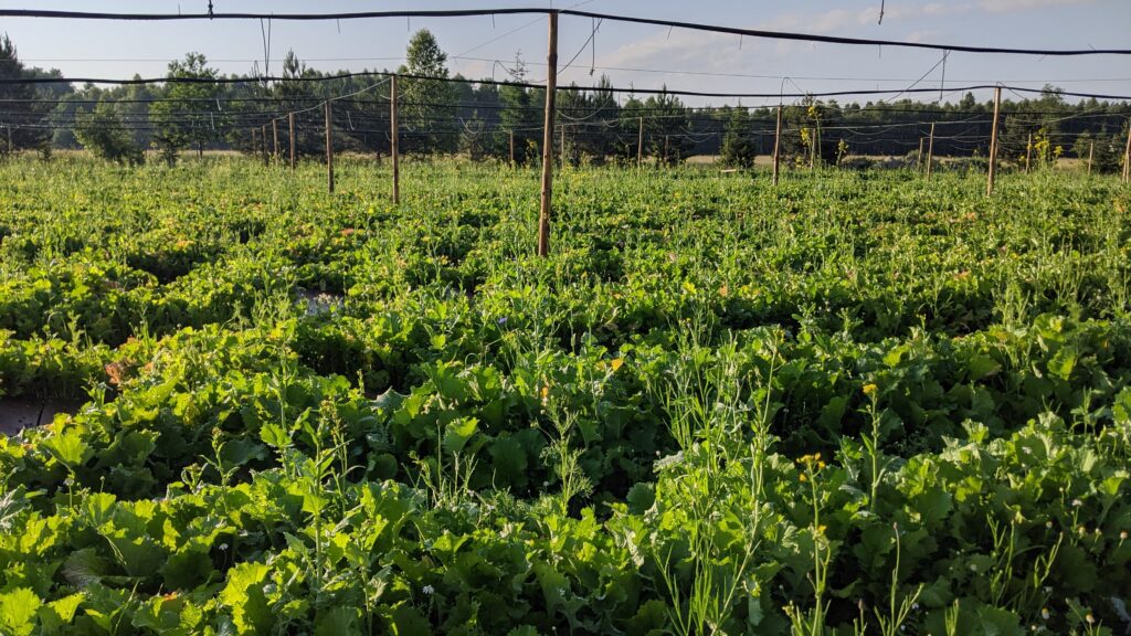 Farm Rzepik Farm Rzepik